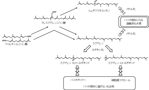 スクアレンエポキシダーゼ